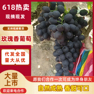 精品玫瑰香品质上乘支持视频看货对接商超社区团购