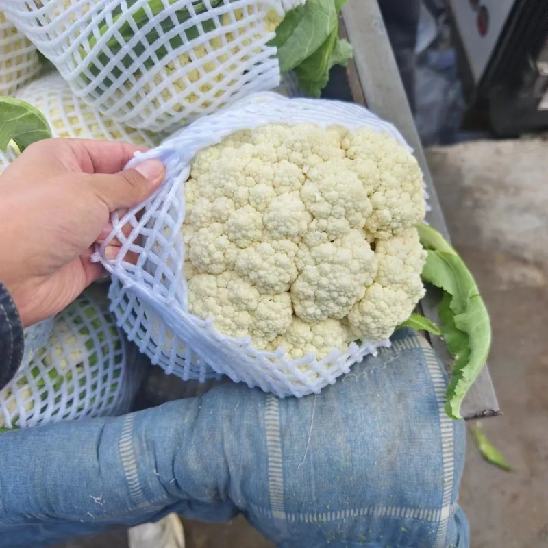 山东精品现货有机花菜菜花产地一手货源直供全国发货电商市场
