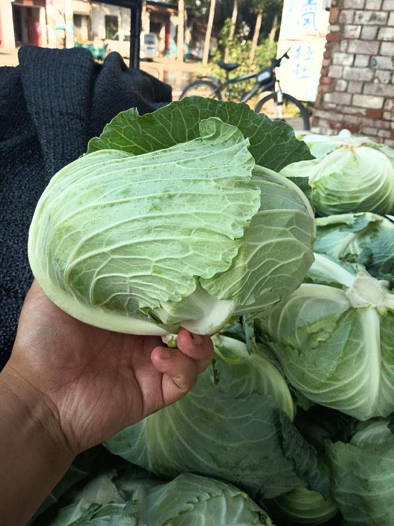 山东精品甘蓝京丰一号甘蓝扁包菜价格优惠产地直发全国市场