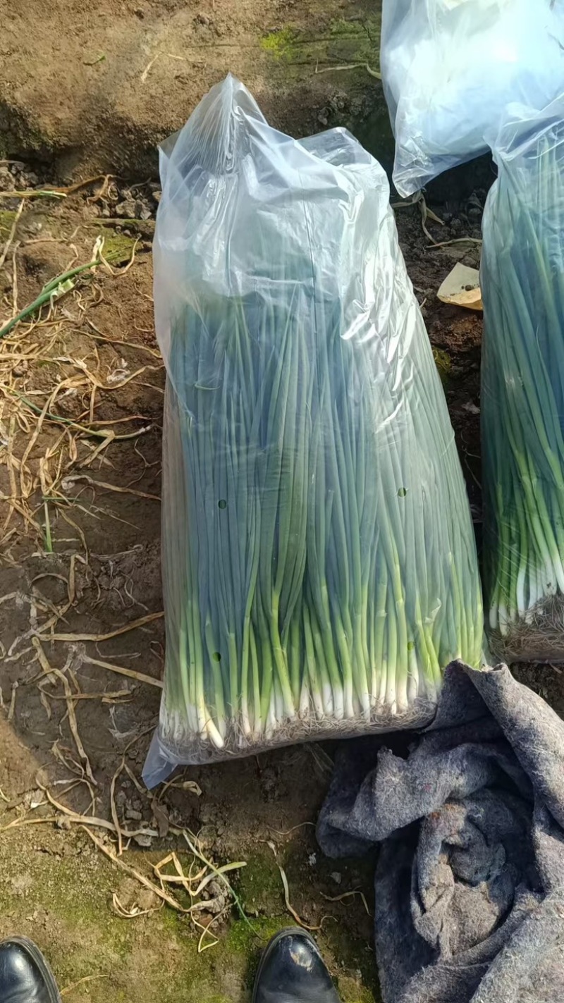 山东精品分葱净葱小葱现货现发产地直发市场**价格优惠
