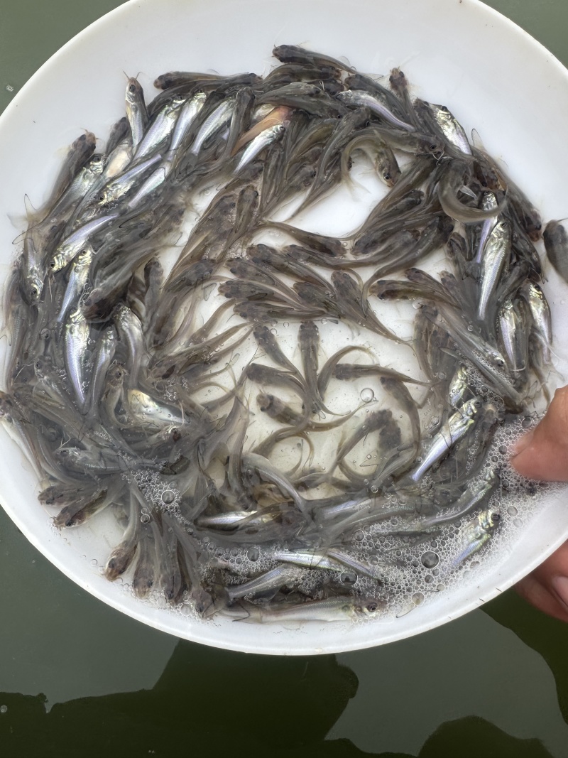 优质叉尾鮰鱼苗货源充足量大从优全国发货诚信经营