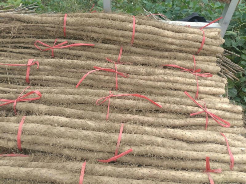 山东精品铁棍山药价格低常年供应品质好口感软糯发市场