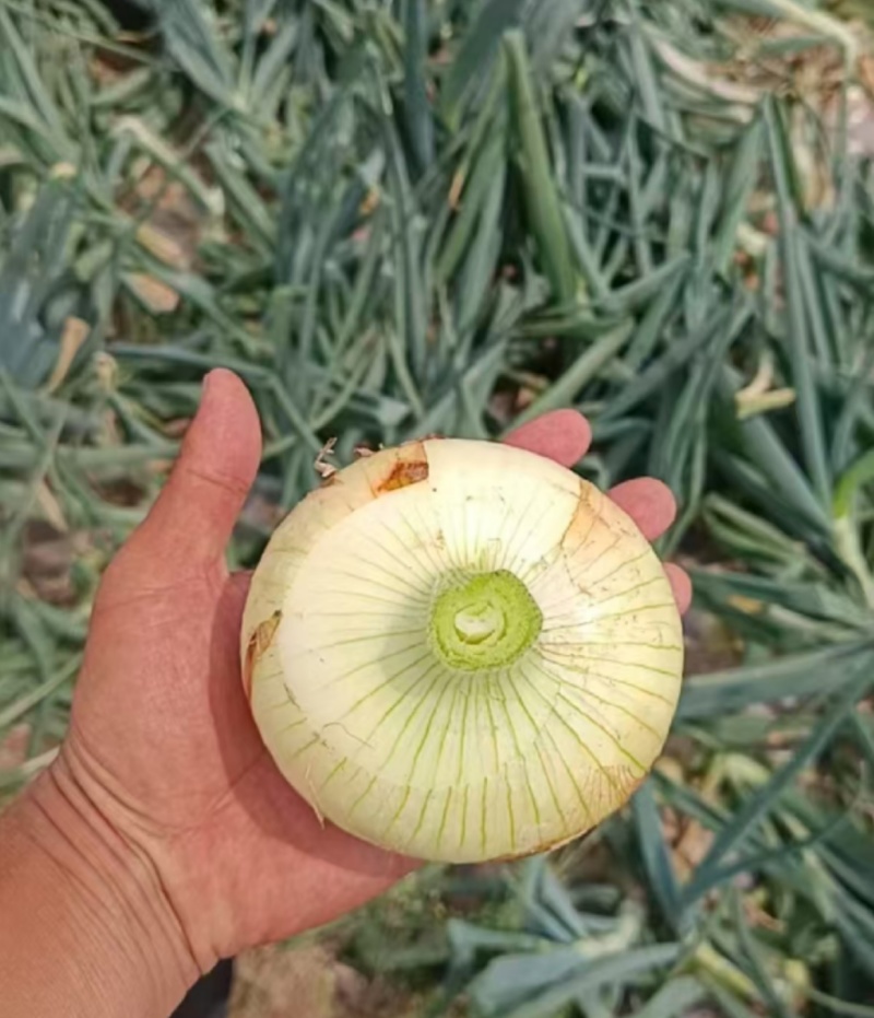 山东菏泽紫皮洋葱红皮黄皮品种齐全价格优惠量大价低市场商超
