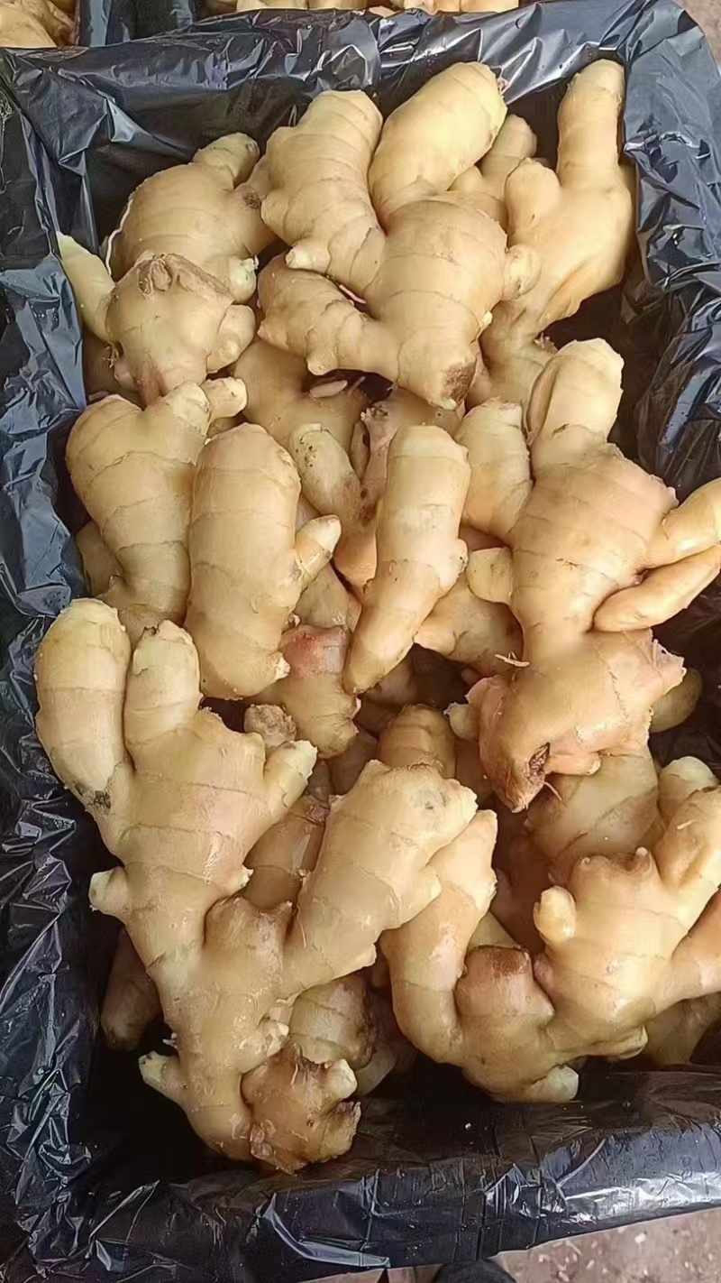山东生姜产地批发原产地直供山东大肉姜