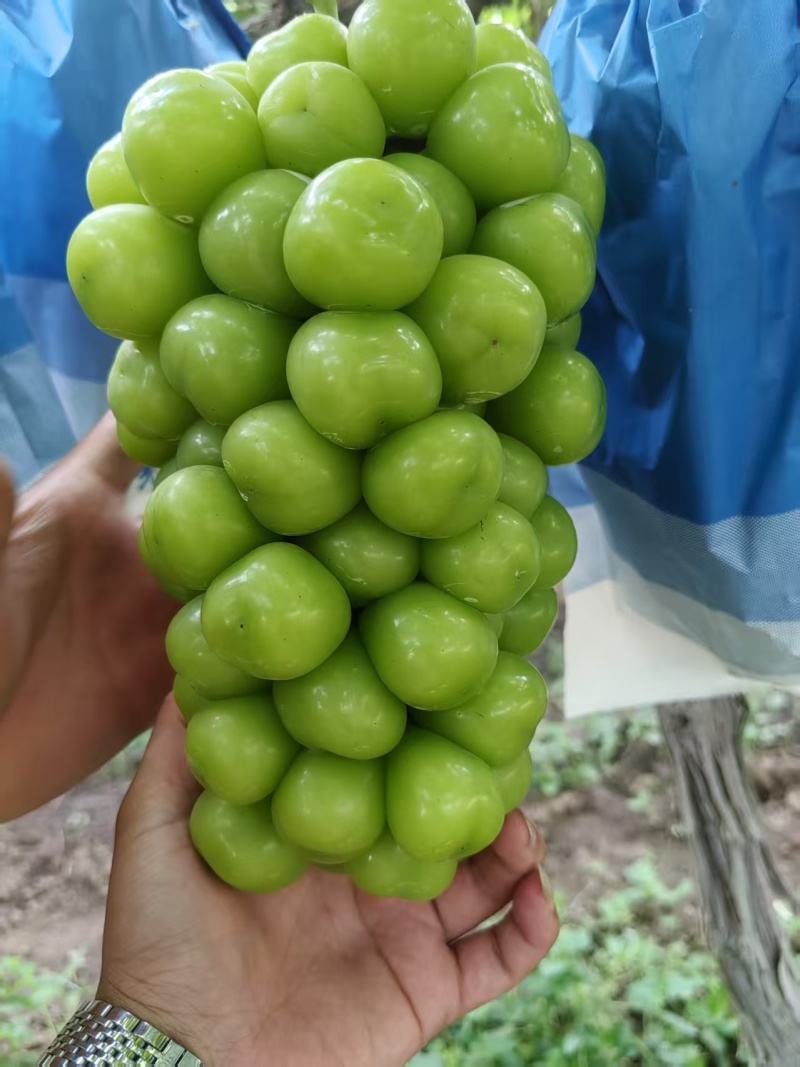 精品阳光玫瑰果肉翠硬香甜可口量大从优致电联系产地直供