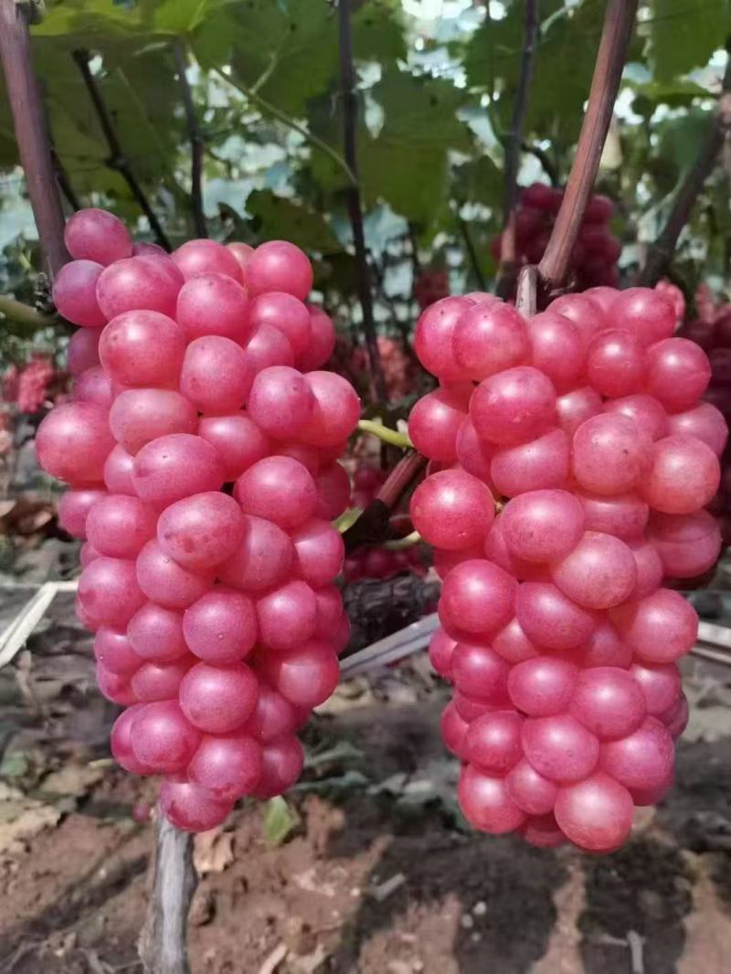 精品水晶巨峰葡萄果肉翠硬香甜可口量大从优致电联系产地直供