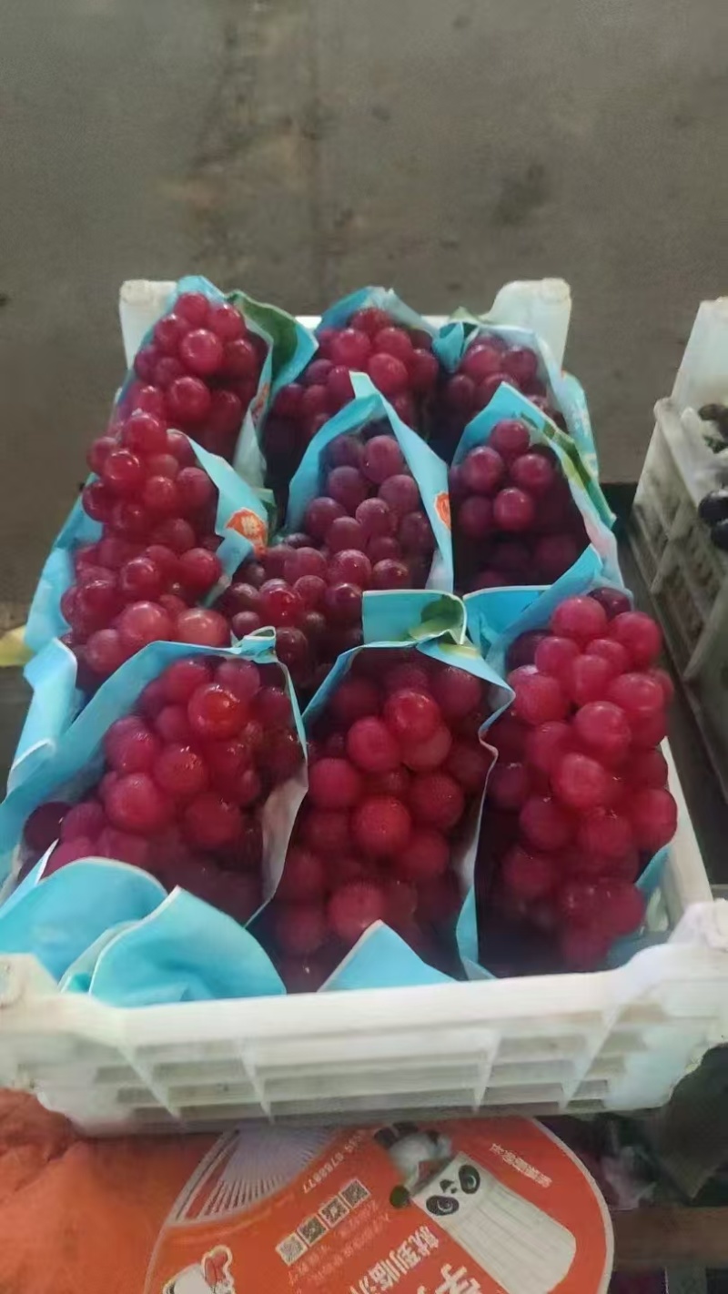 精品水晶巨峰葡萄果肉翠硬香甜可口量大从优致电联系产地直供