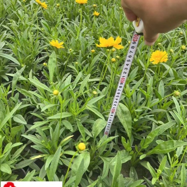 金鸡菊杯苗批发成都金鸡菊基地直供花境花坛工程园林绿化