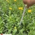金鸡菊杯苗批发成都金鸡菊基地直供花境花坛工程园林绿化
