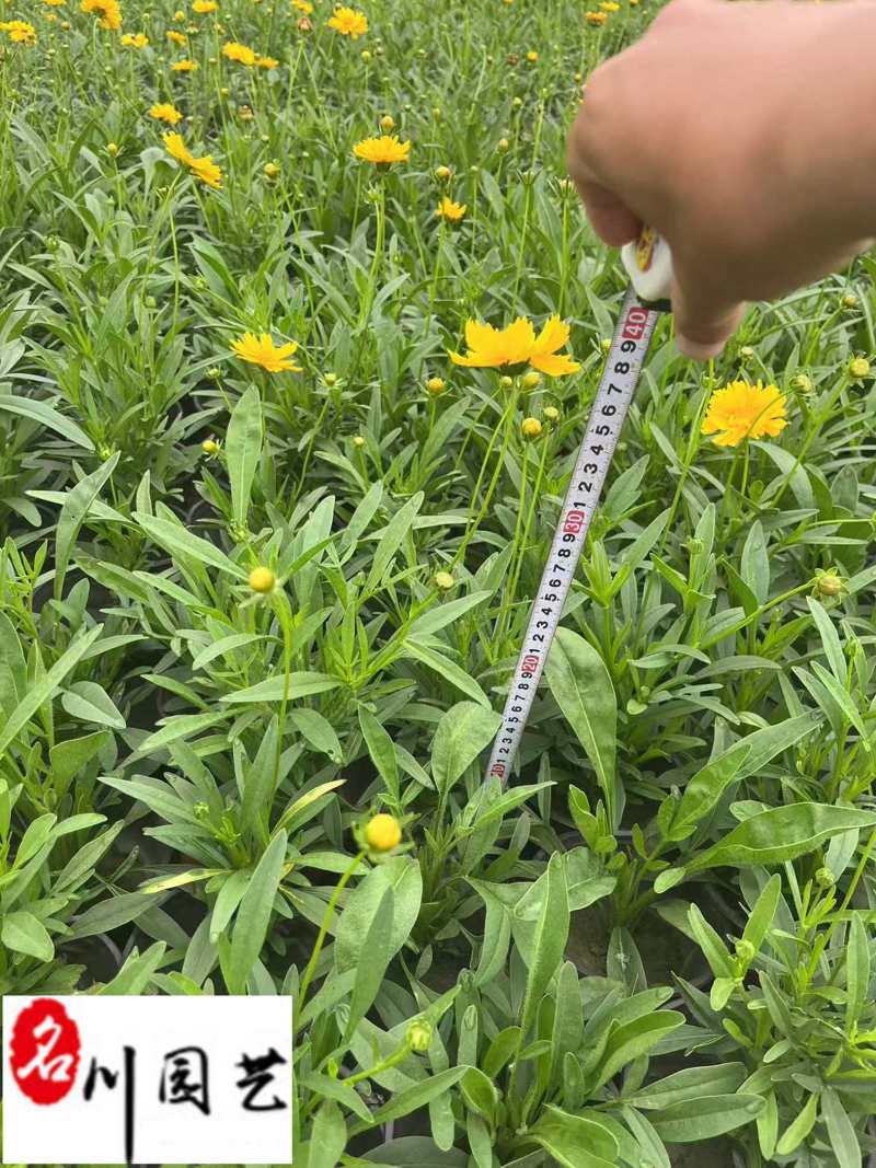 金鸡菊杯苗批发成都金鸡菊基地直供花境花坛工程园林绿化