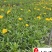 金鸡菊杯苗批发成都金鸡菊基地直供花境花坛工程园林绿化