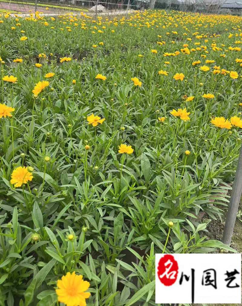 金鸡菊杯苗批发成都金鸡菊基地直供花境花坛工程园林绿化