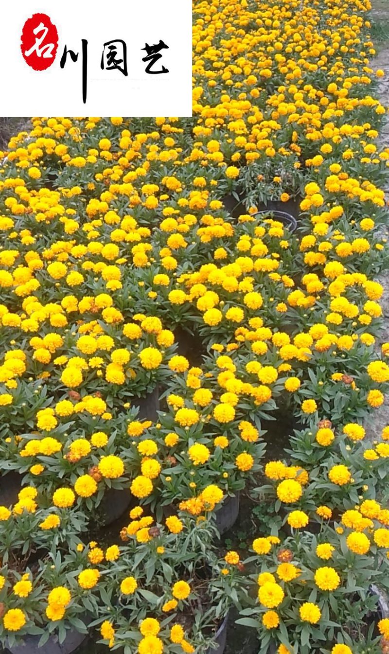 金鸡菊杯苗批发成都金鸡菊基地直供花境花坛工程园林绿化