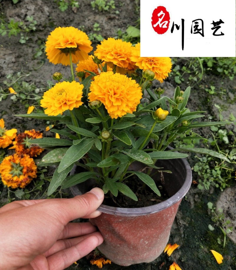 金鸡菊杯苗批发成都金鸡菊基地直供花境花坛工程园林绿化