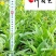 金鸡菊杯苗批发成都金鸡菊基地直供花境花坛工程园林绿化
