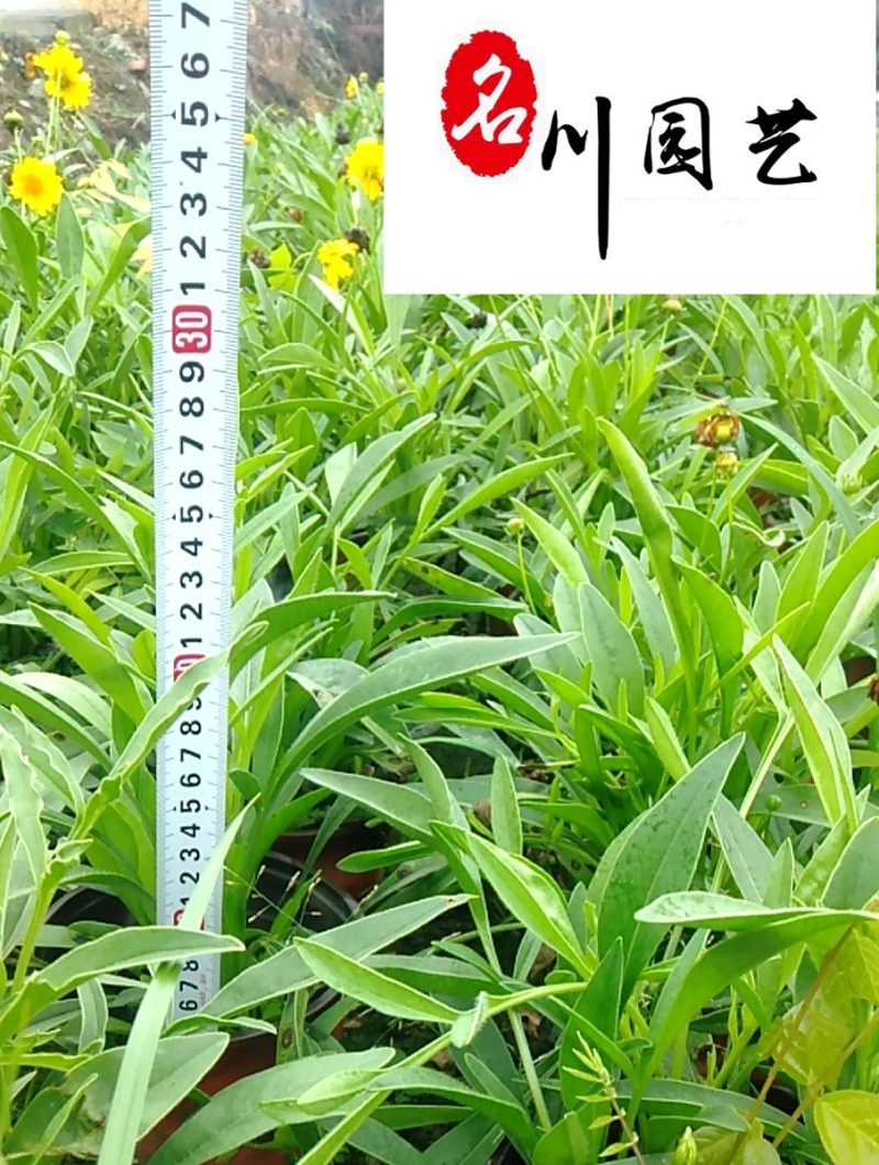 金鸡菊杯苗批发成都金鸡菊基地直供花境花坛工程园林绿化