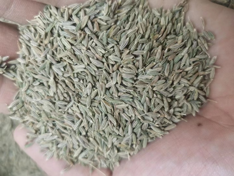 【实力优选】新疆孜然/精选孜然/颗粒饱满粒粒甄选