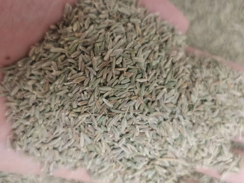 【实力优选】新疆孜然/精选孜然/颗粒饱满粒粒甄选