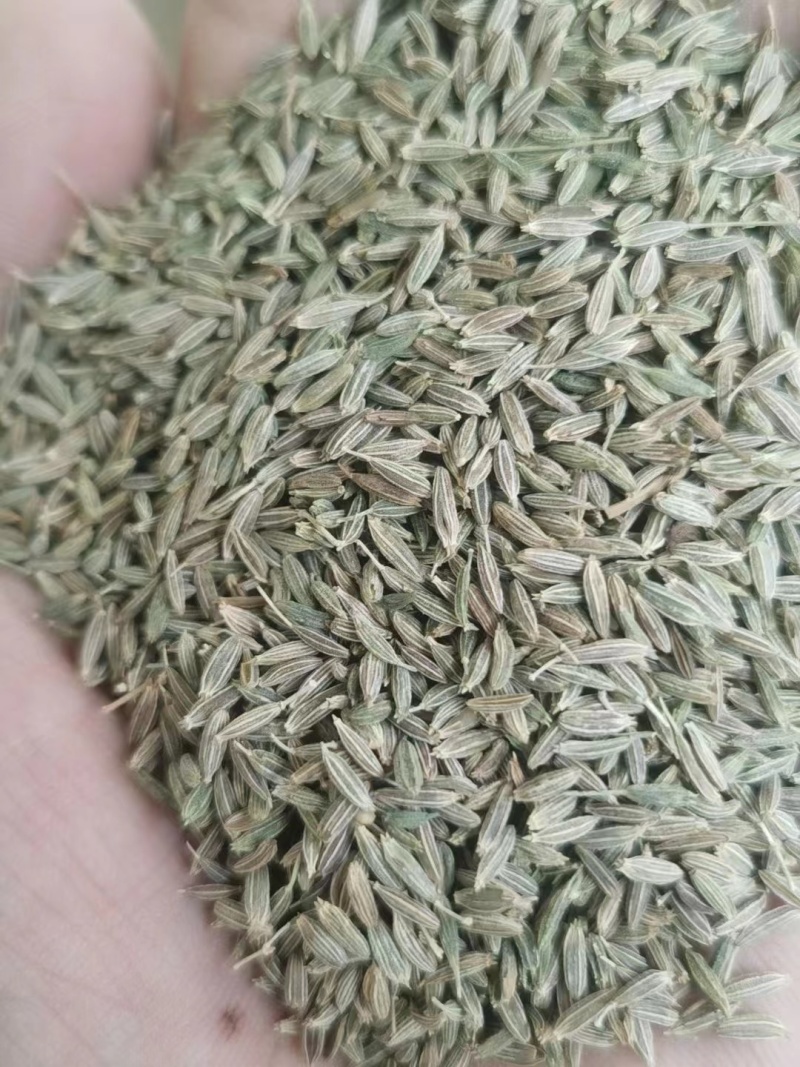 【实力优选】新疆孜然/精选孜然/颗粒饱满粒粒甄选