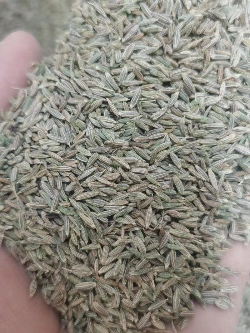 【实力优选】新疆孜然/精选孜然/颗粒饱满粒粒甄选