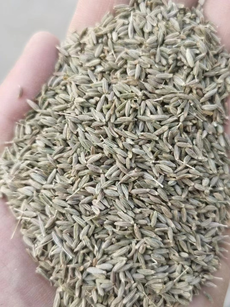 【实力优选】新疆孜然/精选孜然/颗粒饱满粒粒甄选