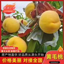 黄毛桃山东黄桃基地直发供应全国市场电商社区团购