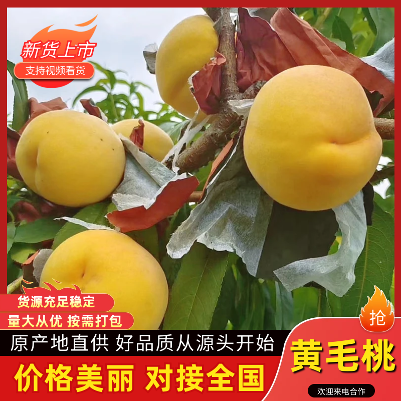 黄毛桃山东黄桃基地直发供应全国市场电商社区团购