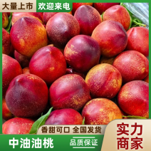 中油4号山东油桃脆甜多汁现摘现发量大从优欢迎咨询