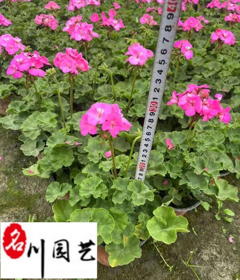 天竺葵基地直销天竺葵杯苗盆苗批发花期长花色多量大价