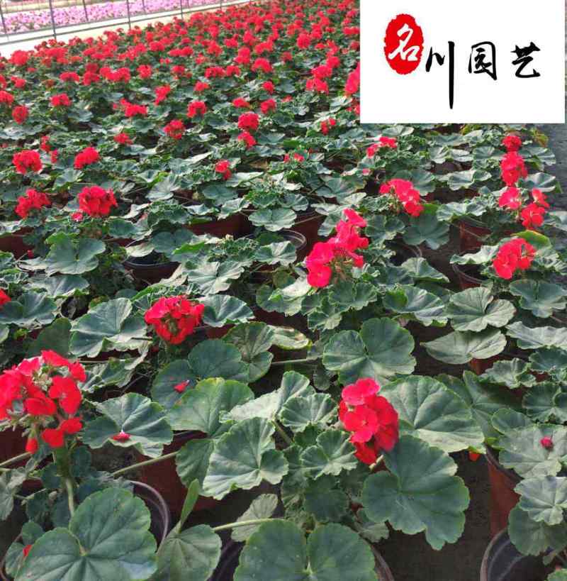 天竺葵基地直销天竺葵杯苗盆苗批发花期长花色多量大价