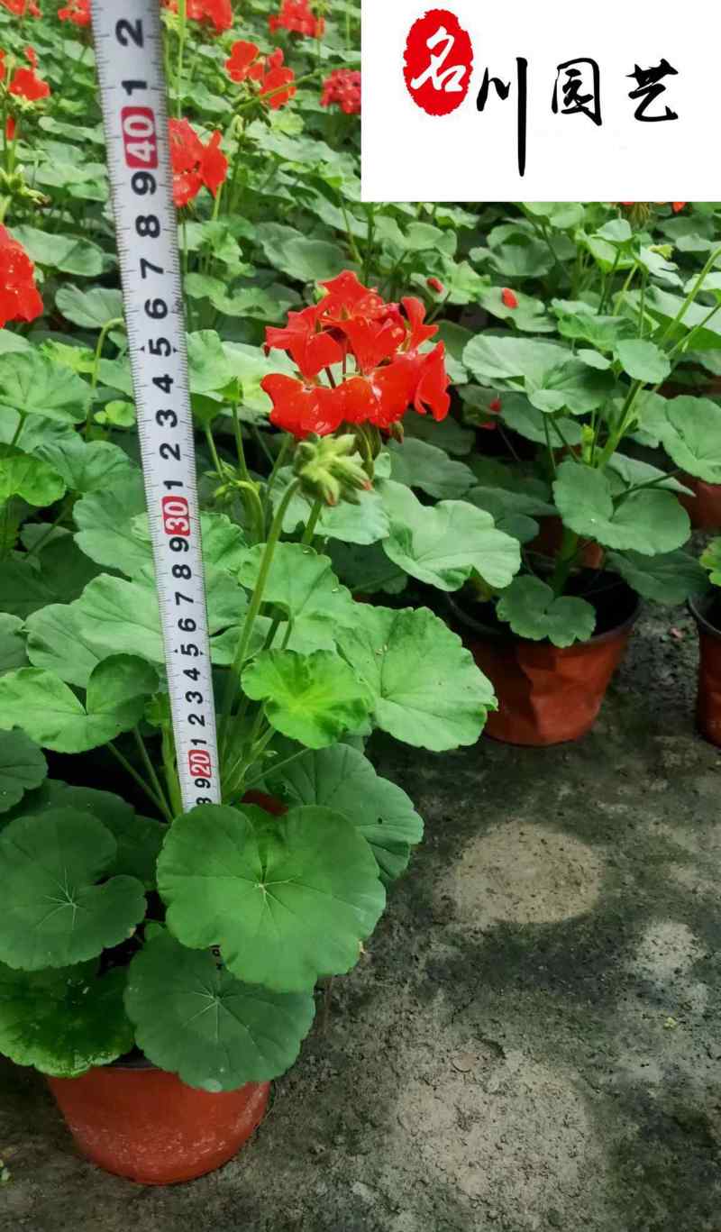 天竺葵基地直销天竺葵杯苗盆苗批发花期长花色多量大价