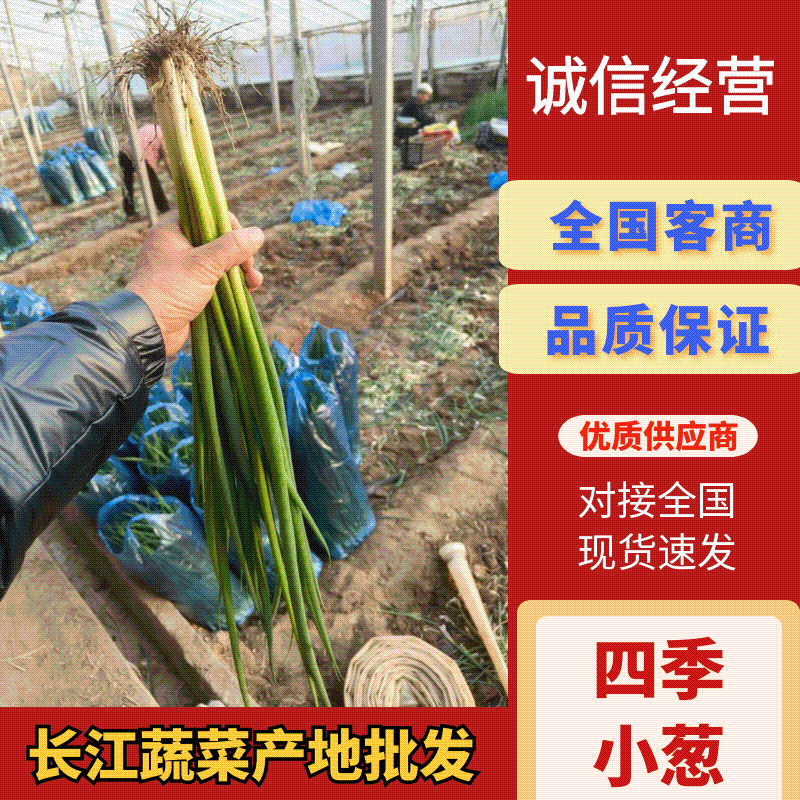 铁杆小葱产地直供山东小葱团购超市市场批发