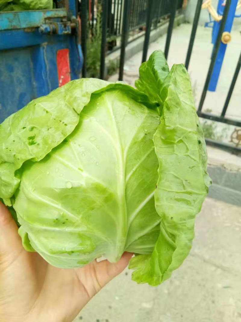 山东精品圆包菜软甘蓝产地直发万亩规模一手货源价格低