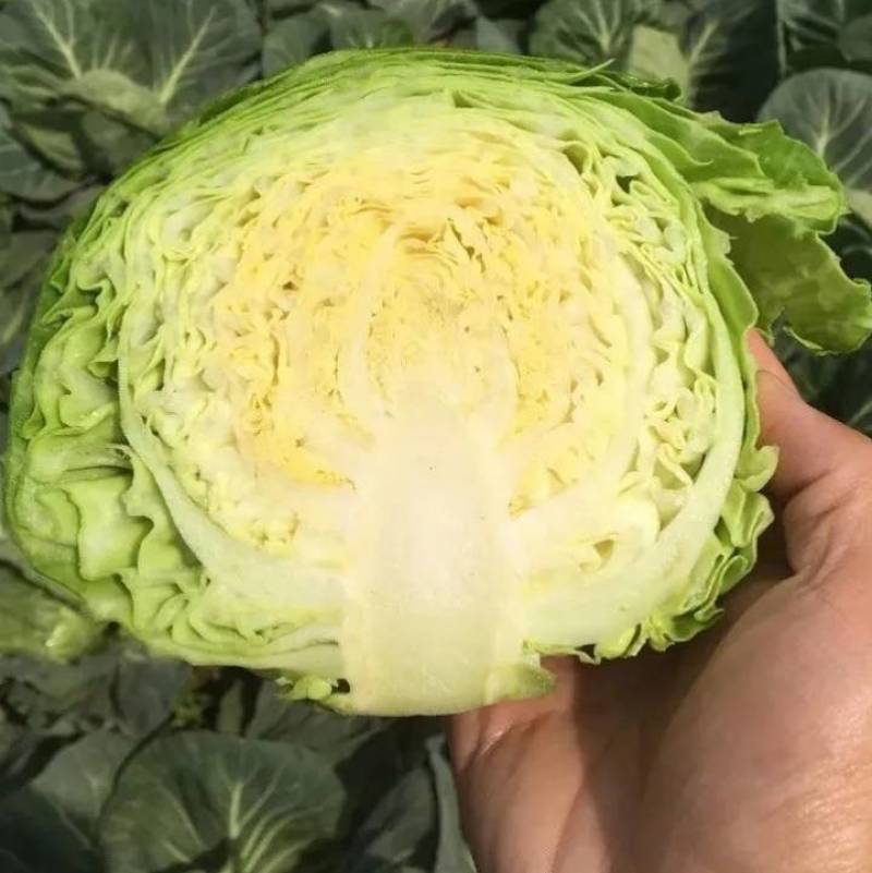 山东精品圆包菜软甘蓝产地直发万亩规模一手货源价格低