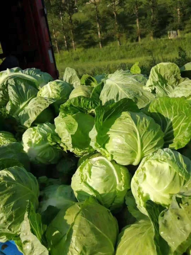 山东精品圆包菜软甘蓝产地直发万亩规模一手货源价格低