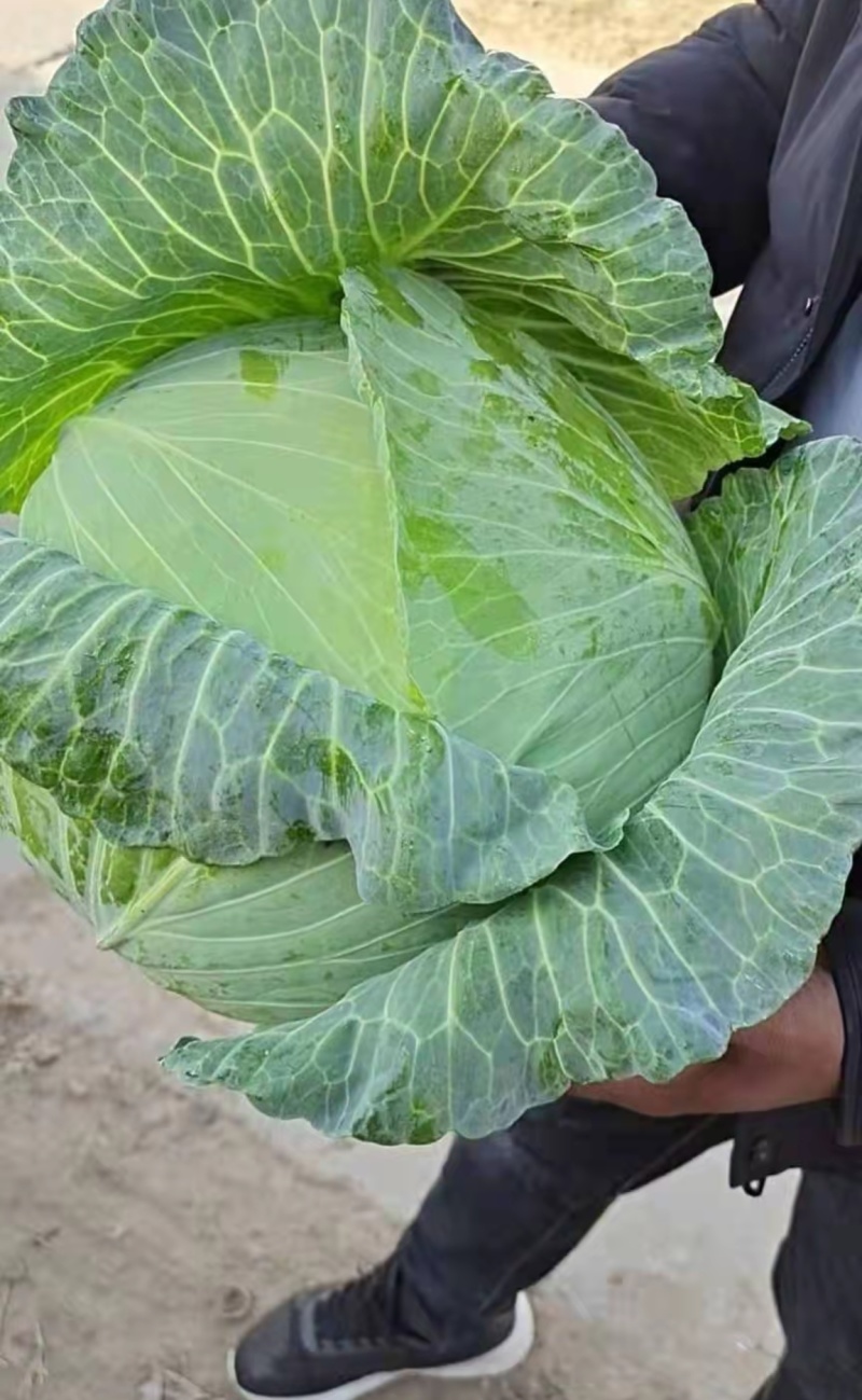 山东精品甘蓝京丰一号甘蓝扁包菜价格优惠产地直发全国市场