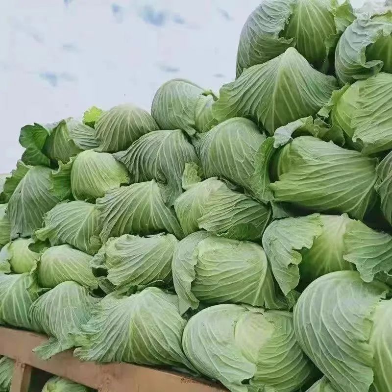 山东精品甘蓝京丰一号甘蓝扁包菜价格优惠产地直发全国市场