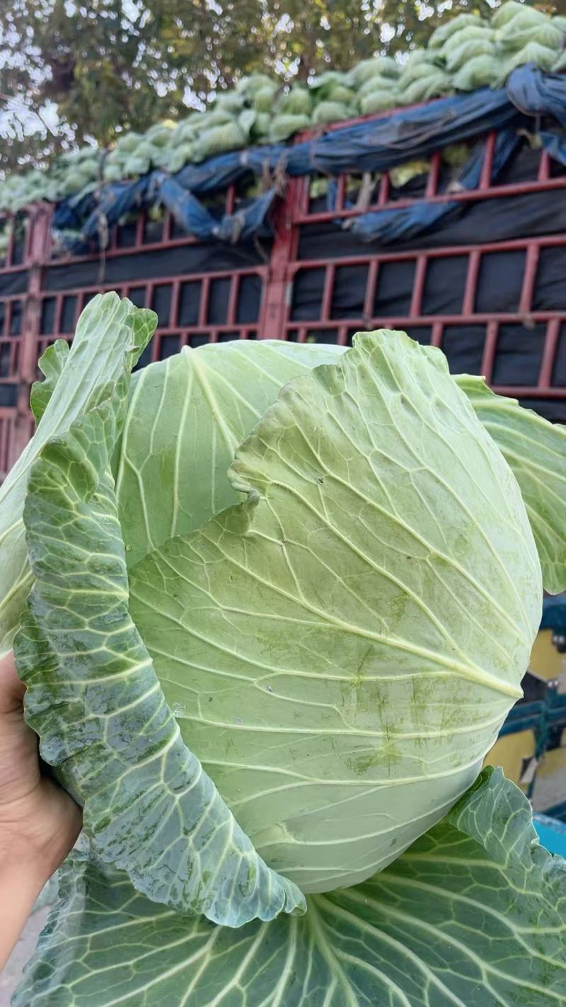 山东精品甘蓝京丰一号甘蓝扁包菜价格优惠产地直发全国市场