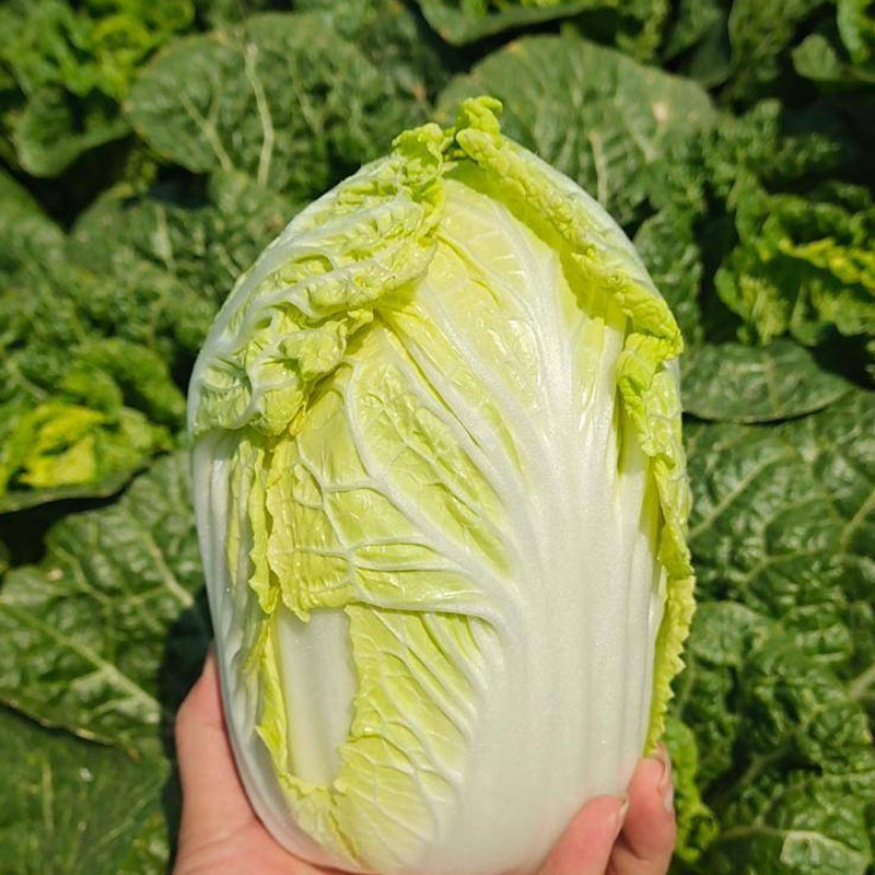 小娃娃菜种子小白菜早熟品种10g内叶深黄大田基地