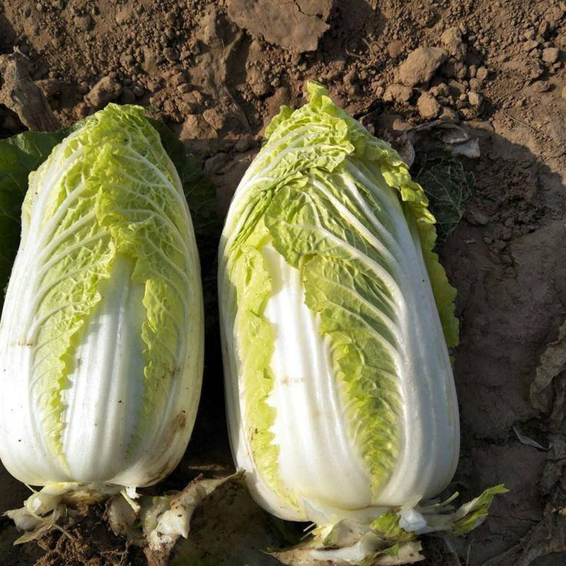 小娃娃菜种子小白菜早熟品种10g内叶深黄大田基地