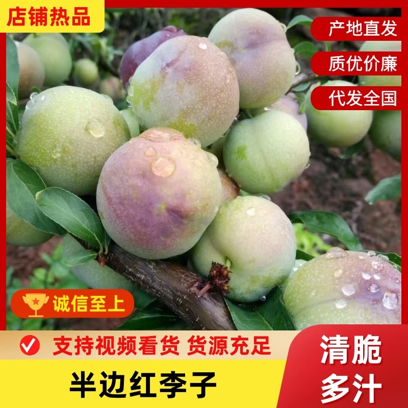 四川半边红李子大个头甜度高提供纸箱泡沫箱框子等接一件代发