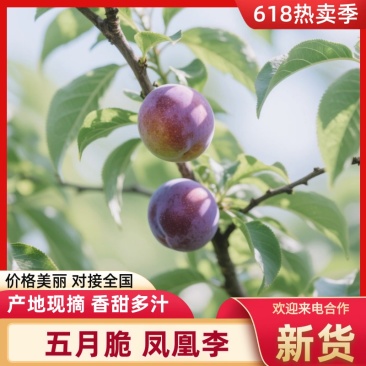 【现货】凤凰李果形端正无擦伤疤痕接加工批发社区团购直播