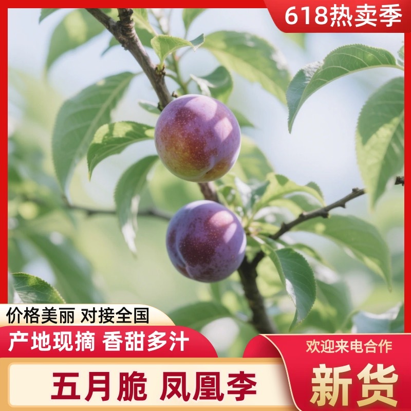 【现货】凤凰李果形端正无擦伤疤痕接加工批发社区团购直播