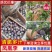 凉山五月脆李子自家果园货量大大小都有脱骨口感好按需分拣
