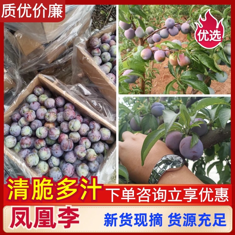 凉山五月脆李子自家果园货量大大小都有脱骨口感好按需分拣