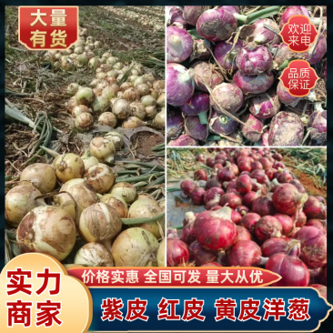 山东菏泽紫皮洋葱红皮黄皮品种齐全价格优惠量大价低市场商超