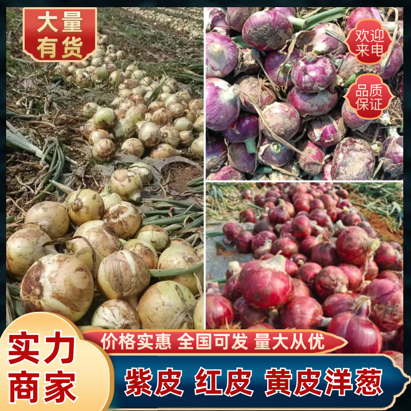 山东菏泽紫皮洋葱红皮黄皮品种齐全价格优惠量大价低市场商超