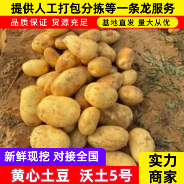 精品沃土黄心荷兰十五土豆品种齐全现货先发价格低走市场