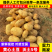 精品沃土黄心荷兰十五土豆品种齐全现货先发价格低走市场
