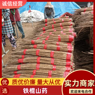 山东精品铁棍山药价格低常年供应品质好口感软糯发市场